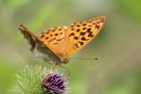 Argynnis paphia