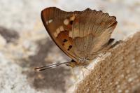 Apatura ilia