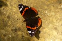 Vanessa atalanta