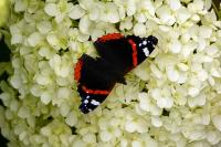 Vanessa atalanta