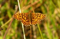 Boloria dia