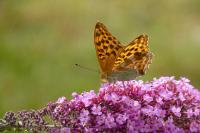 Argynnis paphia