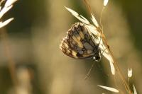Melanargia galathea