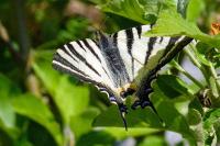 Iphiclides podalirius