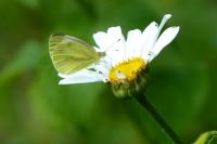 Pieris napi