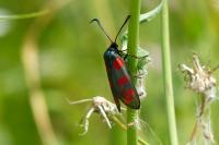 Zygaena filipendulae