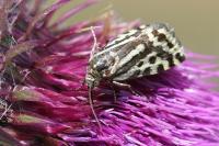 Emmelia trabealis