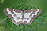 Lomaspilis marginata