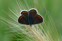 Aricia agestis