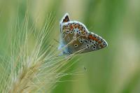 Aricia agestis
