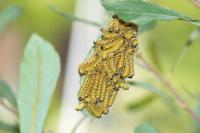Phalera bucephala