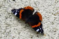 Vanessa atalanta