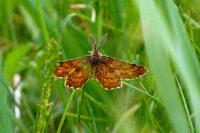 Ematurga atomaria