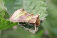 Diachrysia chrysitis