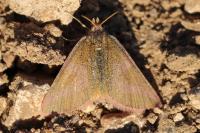 Lythria purpuraria