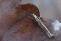 Ypsolopha ustella