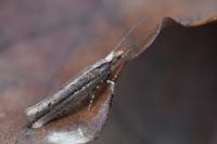 Ypsolopha ustella