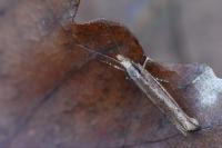 Ypsolopha ustella
