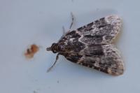Aglossa caprealis