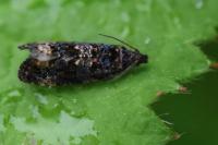 Endothenia ustulana