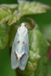Agapeta hamana
