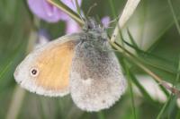 Coenonympha pamphilus