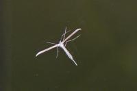 Emmelina monodactyla