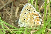 Polyommatus icarus