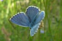 Lysandra bellargus