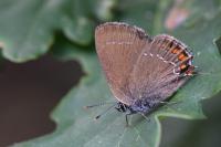 Satyrium ilicis