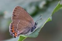Satyrium ilicis