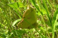 Colias