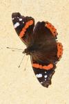 Vanessa atalanta