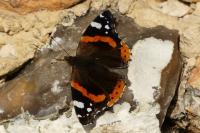 Vanessa atalanta