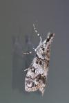 Eudonia lacustrata