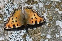 Nymphalis polychloros