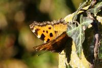 Nymphalis polychloros