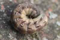 Noctua pronuba