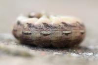 Noctua pronuba