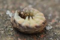 Noctua pronuba