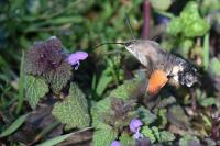Macroglossum stellatarum