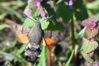 Macroglossum stellatarum