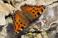 Nymphalis polychloros