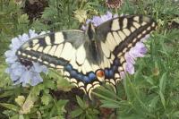Papilio machaon