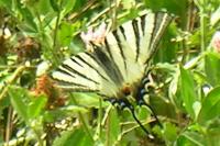 Iphiclides podalirius