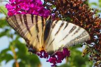 Iphiclides podalirius