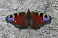 Aglais io