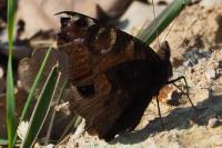 Aglais io