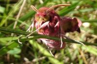 Deilephila porcellus