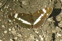 Limenitis camilla